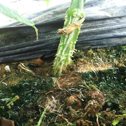 tratamiento de cultivo de pepino